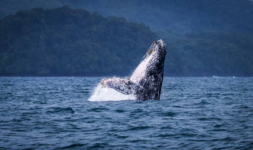 Whale Watching seasons